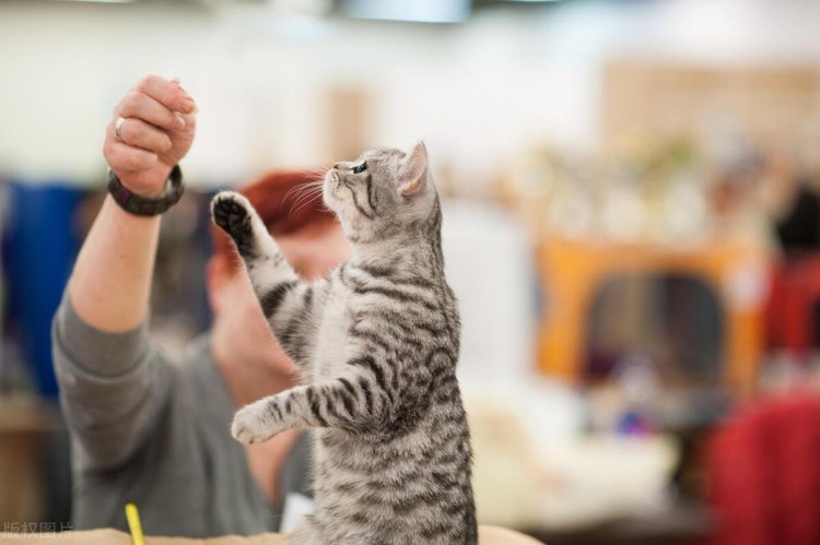 新手养猫一定要注意这八点！