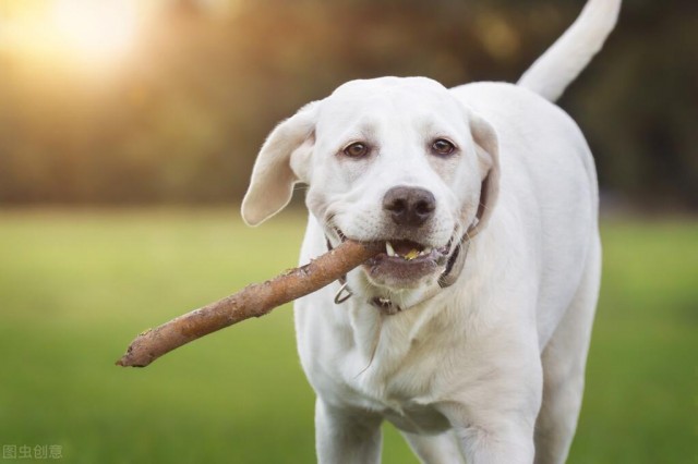 不要轻易养拉布拉多猎犬