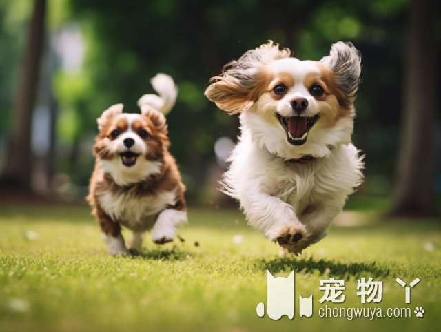 什么是伴侣犬？