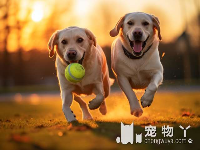 柴犬的转圈行为解析