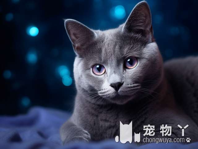 布偶猫几月成熟？